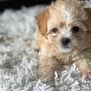 Meet your Posher, Bere